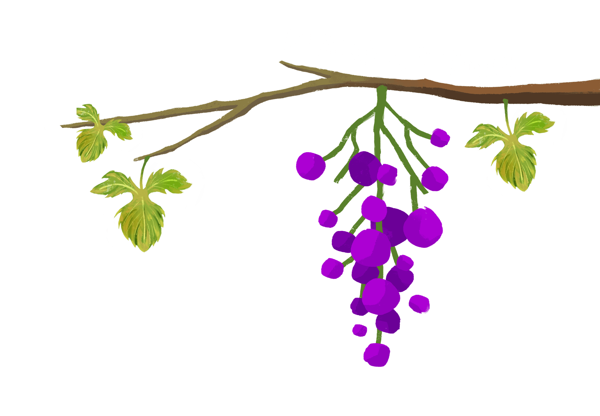Marketing section vine